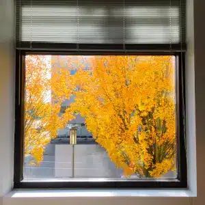 You are currently viewing Fall Window Cleaning